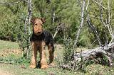 AIREDALE TERRIER 233